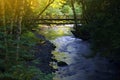 Small Forest Bridge