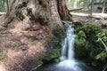 Small forest creek against giant Sequoia Royalty Free Stock Photo