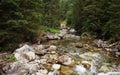 Small forest creek flowing over rocks, green trees both sides Royalty Free Stock Photo