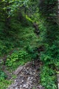 Small forest creek in mountains with green foliage Royalty Free Stock Photo