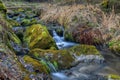 Small forest creek in a woodland Royalty Free Stock Photo