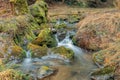 Small forest creek in a woodland Royalty Free Stock Photo