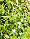 Small, forest flowers in the field