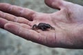 A small forest frog in the forest in the Bieszczady mountains Poland on a misty autumn day Royalty Free Stock Photo