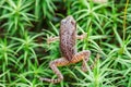 Small forest frog on grass