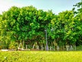 Small forest in garden looks so beautiful and green and blu sky background was magical so beautiful seen