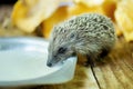 A small forest hedgehog drinks milk Royalty Free Stock Photo