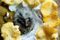 A small forest hedgehog and mushrooms Royalty Free Stock Photo