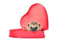 Small forest hedgehog in a red gift box in heart shape Royalty Free Stock Photo