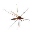 Small forest isolated mosquito Royalty Free Stock Photo