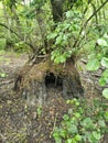 Small forest is on the Kinburn Spit Royalty Free Stock Photo