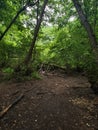 Small forest is on the Kinburn Spit Royalty Free Stock Photo