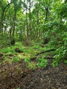 Small forest is on the Kinburn Spit Royalty Free Stock Photo