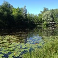 Small forest lake filled with water lilies Royalty Free Stock Photo