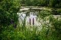 A picturesque pond on the edge of the village next to a pine forest at dawn in the first rays of the sun in the morning Royalty Free Stock Photo