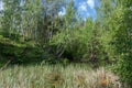 Small forest lake overgrown with reeds in early summer