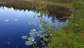 Small forest lake with water lilies Royalty Free Stock Photo