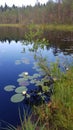 Small forest lake with water lilies Royalty Free Stock Photo