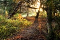 Small forest near Edinburgh