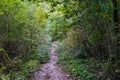 Small forest path in autumn season view with daylight Royalty Free Stock Photo