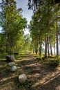 Small forest path and walkway among birches Royalty Free Stock Photo