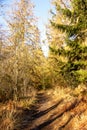 Small forest path in winter in the nature reserve Urwald Sababurg in Reinhardswald Royalty Free Stock Photo