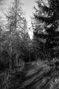 Small forest path in winter in the nature reserve Urwald Sababurg in Reinhardswald, black-and-white photo Royalty Free Stock Photo