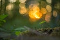 Small forest plants and moss at sunset with beautiful abstract background with bokeh. Macro image with small depth of field