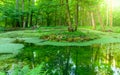 Small forest pond full of green algae Royalty Free Stock Photo