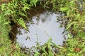 Small forest puddle swamp, lake or pond in park with a reflectio