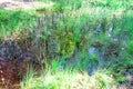 Small forest puddle swamp, lake or pond with reflection of sky and trees in water, grass surrounded