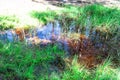 Small forest puddle swamp, lake or pond with reflection of sky and trees in water, grass surrounded