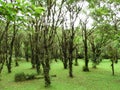 A small forest in the rainy mountains of San Ramon, Alajuela, Costa Rica