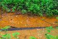 A small forest river polluted by fecal runoff from the city