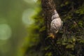 Small forest snail advancing on the moss