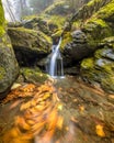 Small forest stream with autumn leaves Royalty Free Stock Photo