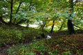 Small forest streams