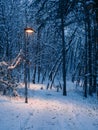 Through the small forest in the winter - lightpost Royalty Free Stock Photo