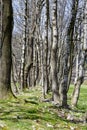 Small forest in Zakopane