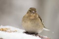 Small forests finch