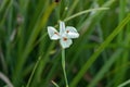 Small Fortnight Lily White Flower Royalty Free Stock Photo