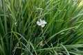 Small Fortnight Lily White Flower Royalty Free Stock Photo