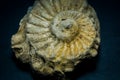 Small Fossilized Seashell