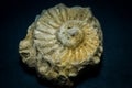 Small Fossilized Seashell