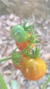 Small four tomatoes in a tree Royalty Free Stock Photo