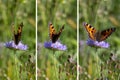 Small fox, Aglais urticae, butterfly on a purple field widow flower, wing beat sequence
