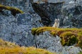 Small fox in the rock habitat. Arctic Fox, Vulpes lagopus, cute animal portrait in the nature habitat, grass meadow with flowers