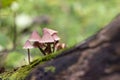 Small fragile mushrooms in autumn forest. Royalty Free Stock Photo
