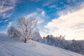 Small fragile tree covered with hoarfrost lonely grows Royalty Free Stock Photo