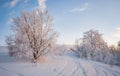 Small fragile tree covered with hoarfrost lonely grows Royalty Free Stock Photo